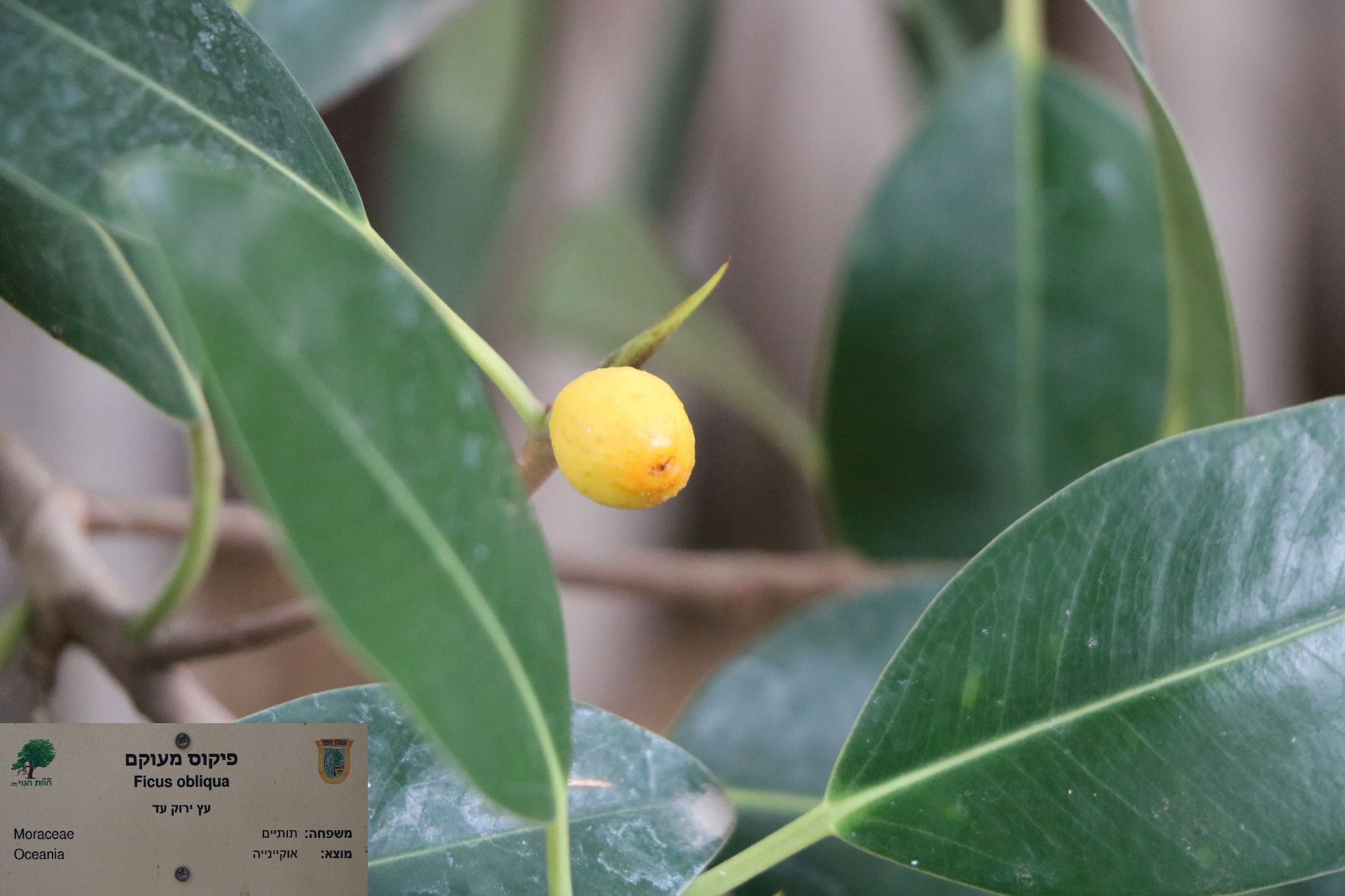 Ficus